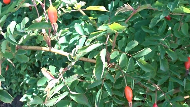 Rosa pendulina L. čes. růže převislá