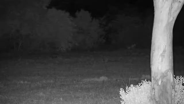 Djuma: White-tailed Mongoose - 19:22 - 11/25/21