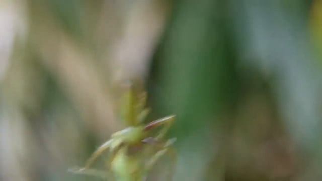 交接するワカバグモ Oxytate striatipes