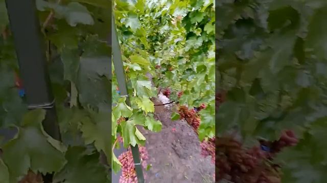 Випробування на розтріскування сорту винограду лівія