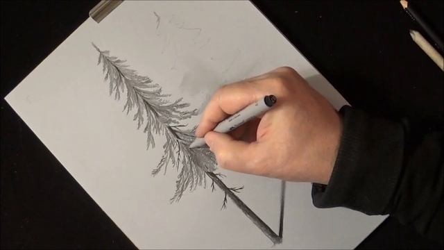 How to Draw Pine Tree - Drawing 3D Illusion with Graphite Pencil - Trick Art