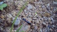 Biggest Ant we Found