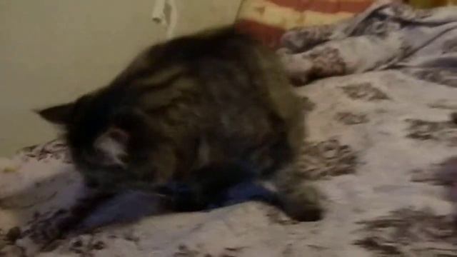 Когда голова в банку не пролазит.....