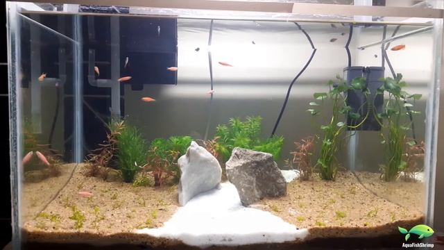 Low Tech Planted Aquarium - Day 1