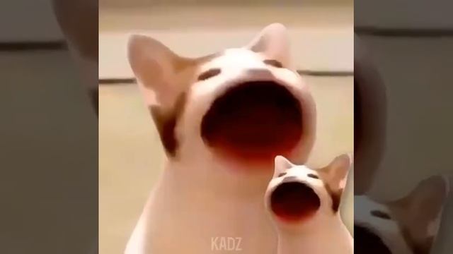 Кот поёт песню 2.0