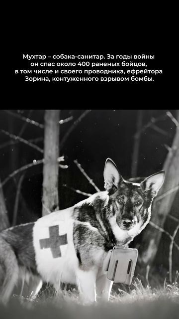 С праздником наших подписчиков и их четвероногих защитников 🐾