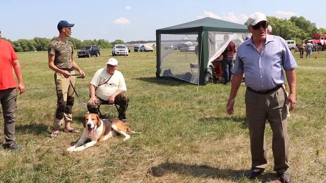 Всероссийская выставка гончих 2019 Рпг старшая возрастная выжлецы
