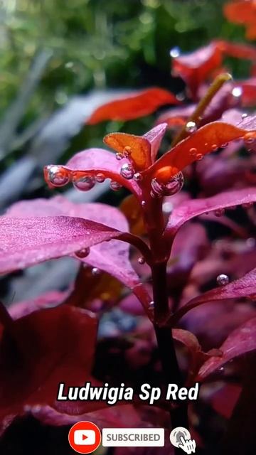Ludwigia Sp Red