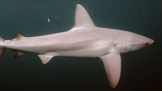 Adorable Galapagos Sharks -Lord Howe Island