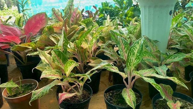 The Golden Nursery Aglonama Plants