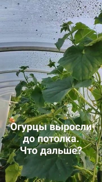 Огурцы выросли до потолка. Что дальше?