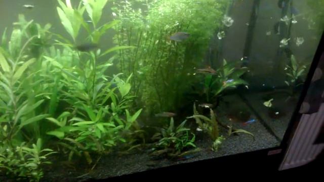 Torpedo barb community tank