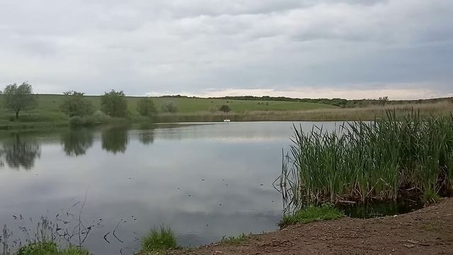Гуси - лебеди