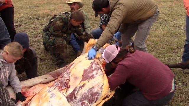 Bison Butchering with Stone Tools