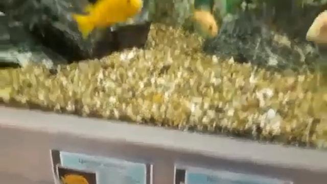 Омск_Аквариум_Наутилус экскурсия.