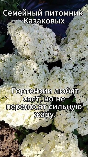Как ухаживать за  метельчатой гортензией?