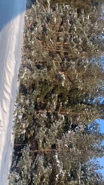 BioTeach Погода так и шепчет-скоро весна!