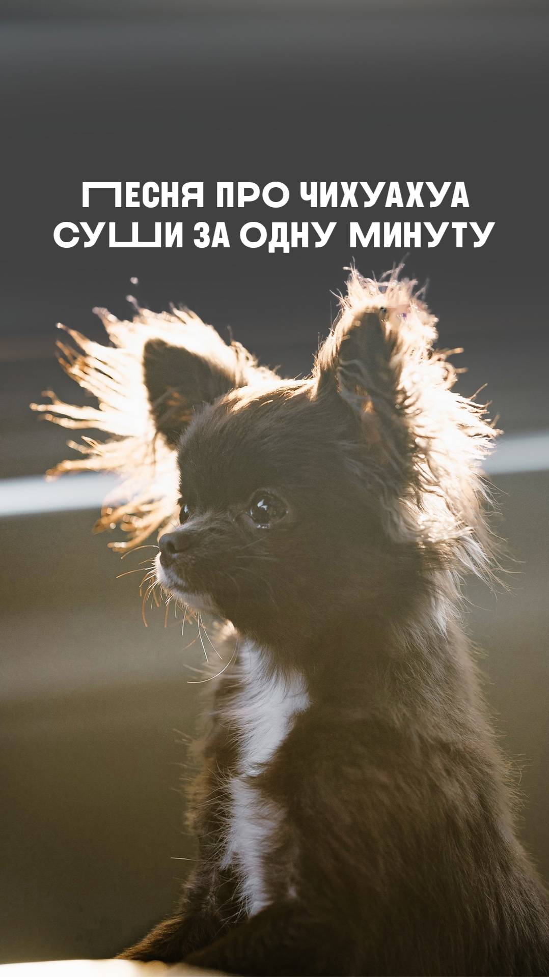 Песня про чихуахуа Суши за одну минуту