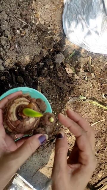 How To Grow Organic Taro Root at Home | #livingnature #shorts