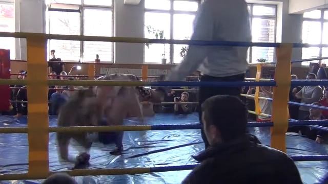 Тайпан Free Fight