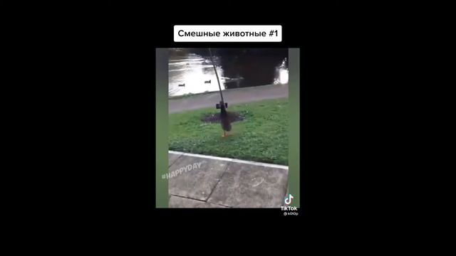 смешные забавные животные  funny funny animals