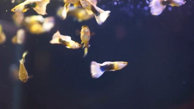 Гуппи канадцы