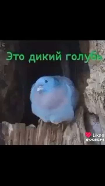 гульки , видео делала моя подруга