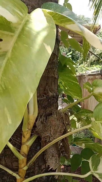 #Epipremnum pinnatum variegated albo อิพิเหลืองกำลังฉีก #thailand #ติดตาม #giant #youtubeshorts