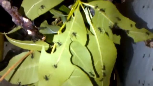 Hormigas Acromyrmex lundii en cautiverio