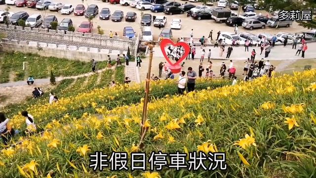 金針花海大爆開!不用跑台東，也能看美景!彰化虎山嚴2020年4月~5月盛開!地址在說明欄中(第44集)