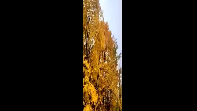 Осень самое богатое время года🍁🍂❤🧡💛.mp4