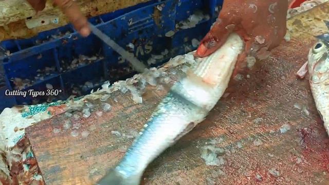 Amazing Green Kota Sala Fish Cutting & Slicing / India Fish Market / CT 360*🔪