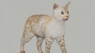 Snow Bengal Lynx Cat 3D Model
