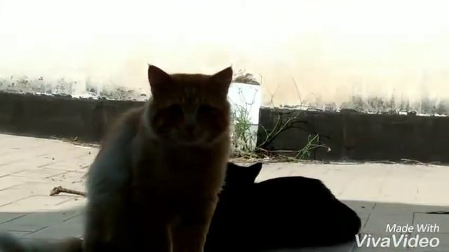 Бешеные коты