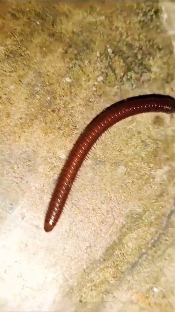 millipede red Mi10🪱 #shorts #discoverfiles #millipede