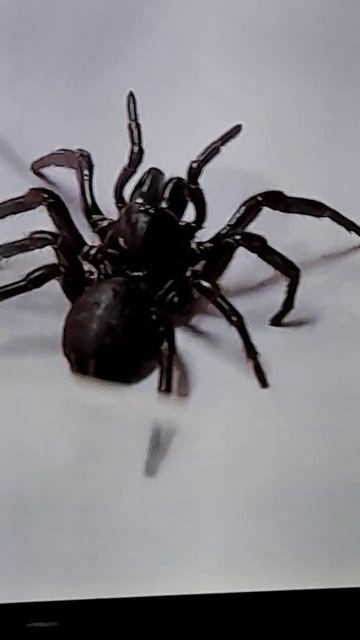 Jack loves Sydney funnel Web spiders
