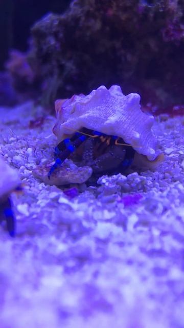 Electric Blue hermit crab