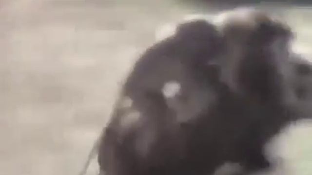 9 октября 2017 г.