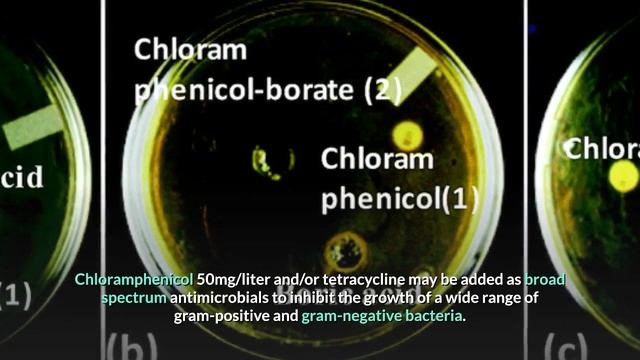 sabouraud dextrose agar sda composition principle anduses