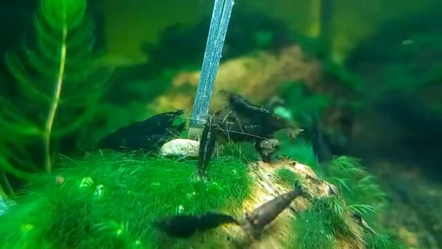 Neocaridina Heteropoda var. Chocolate shrimps 1h in 30sec