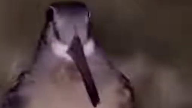 meep *shrug*