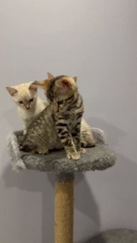 Бенгальские котята