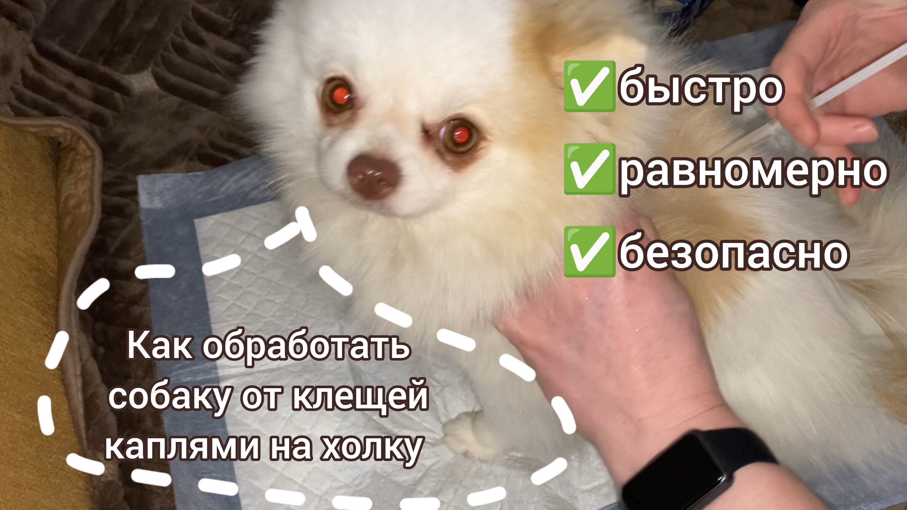 Как обработать собаку каплями на холку от клещей - быстро и безопасно