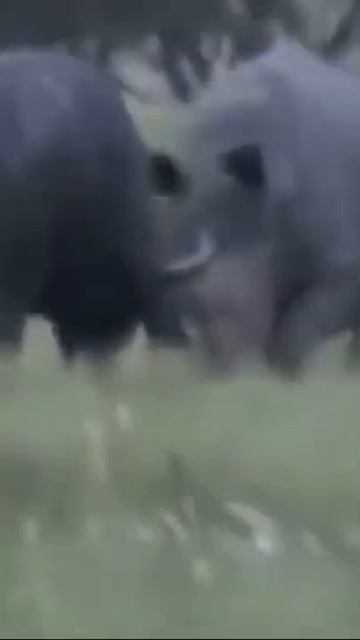 buffalo attacked by rhino#shorts#wildlife#animals#lions #wildanimals
