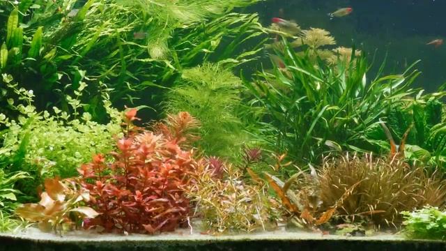 Ludwigia arcuata emers zu submers Zeitraffer (time lapse)