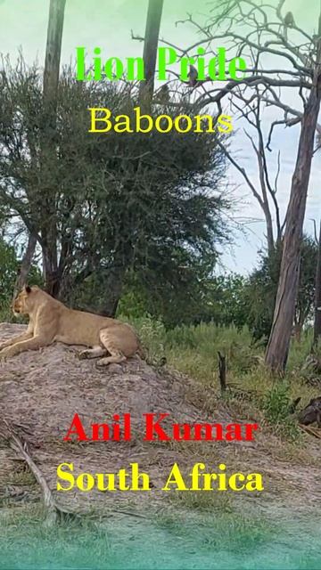 Lion Pride and 100s of Baboons at Close