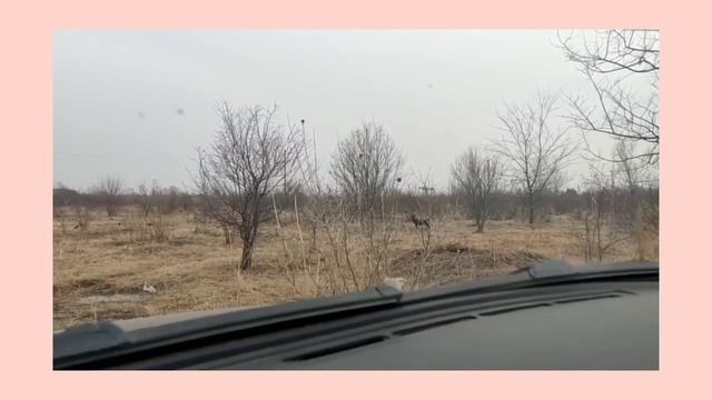 Ростовская область: мусор и стаи собак - в Каменск пришла весна. 🐕🐽