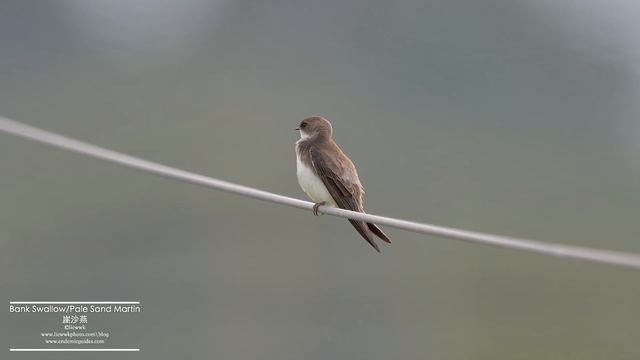 Bank Swallow/Pale Sand Martin, 崖沙燕,Riparia riparia/diluta,ショウドウツバメ,LAYANG-LAYANG PERANG BELANG BIAS