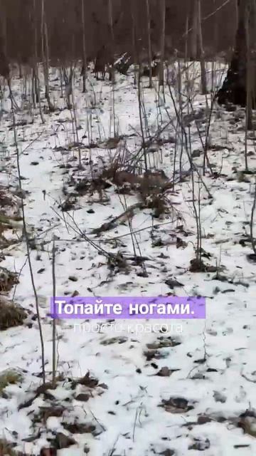 Белочка #природа #красота #мир #осень #снег #белка #белочка #шишки #путь #дорога #лес