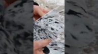 разговор с другом про голубя